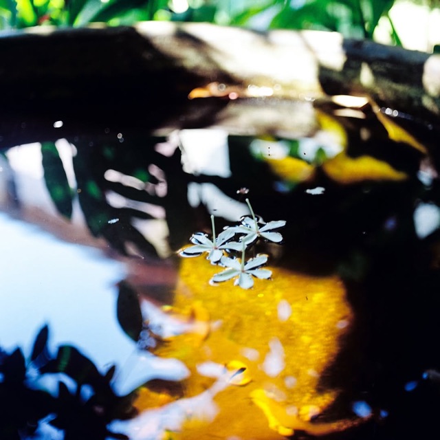 White blossoms floating on dark water with a golden reflection